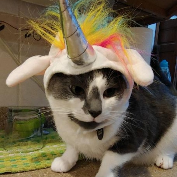 Meet your Posher, Kevin - Picture 1 of 1